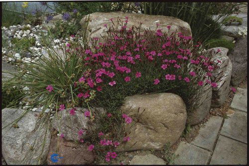 Dianthus deltoides, Bakkenellike, Højde: 10 - 15 cm Farve: fine mørkerøde blomster hævet over den grønne tue Blomstringsmåned: juni - juli Lys: sol Tæppedannende til stenbedet eller krukke, 9/m2
