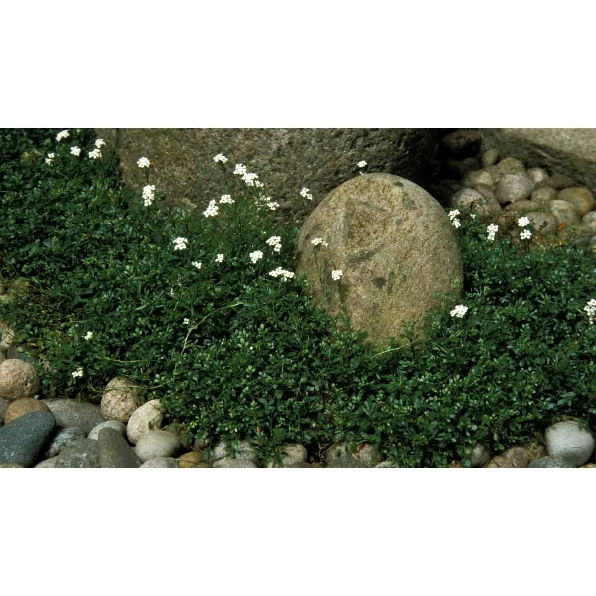 Gemsekarse - Potte 0,8 Liter