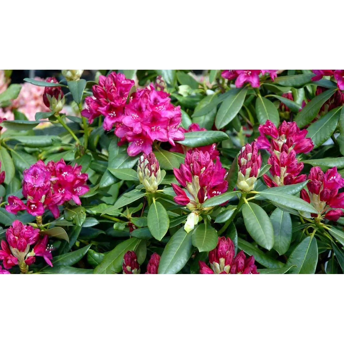 &apos;Nova Zembla&apos;