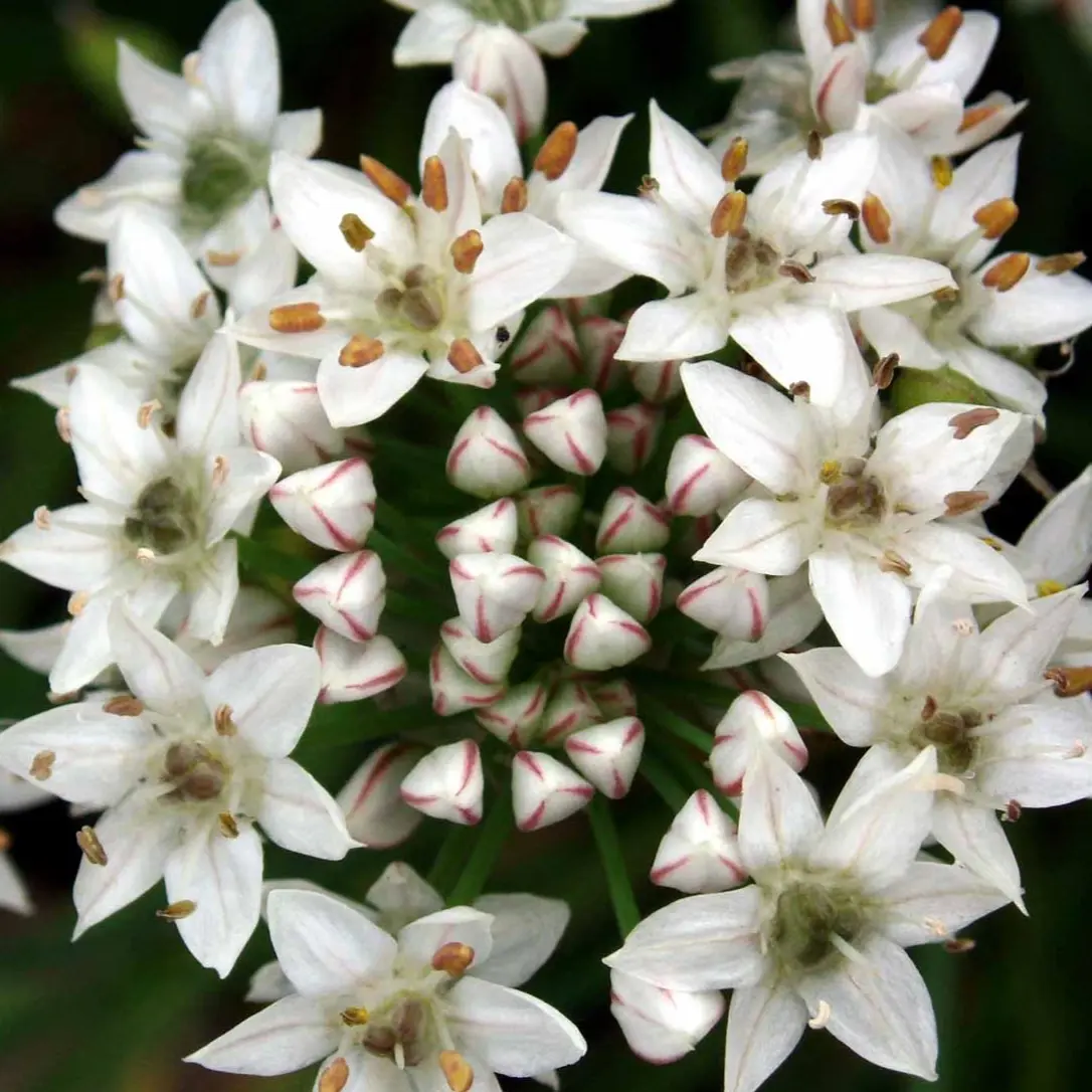 Kinaløg Garlic Oriental