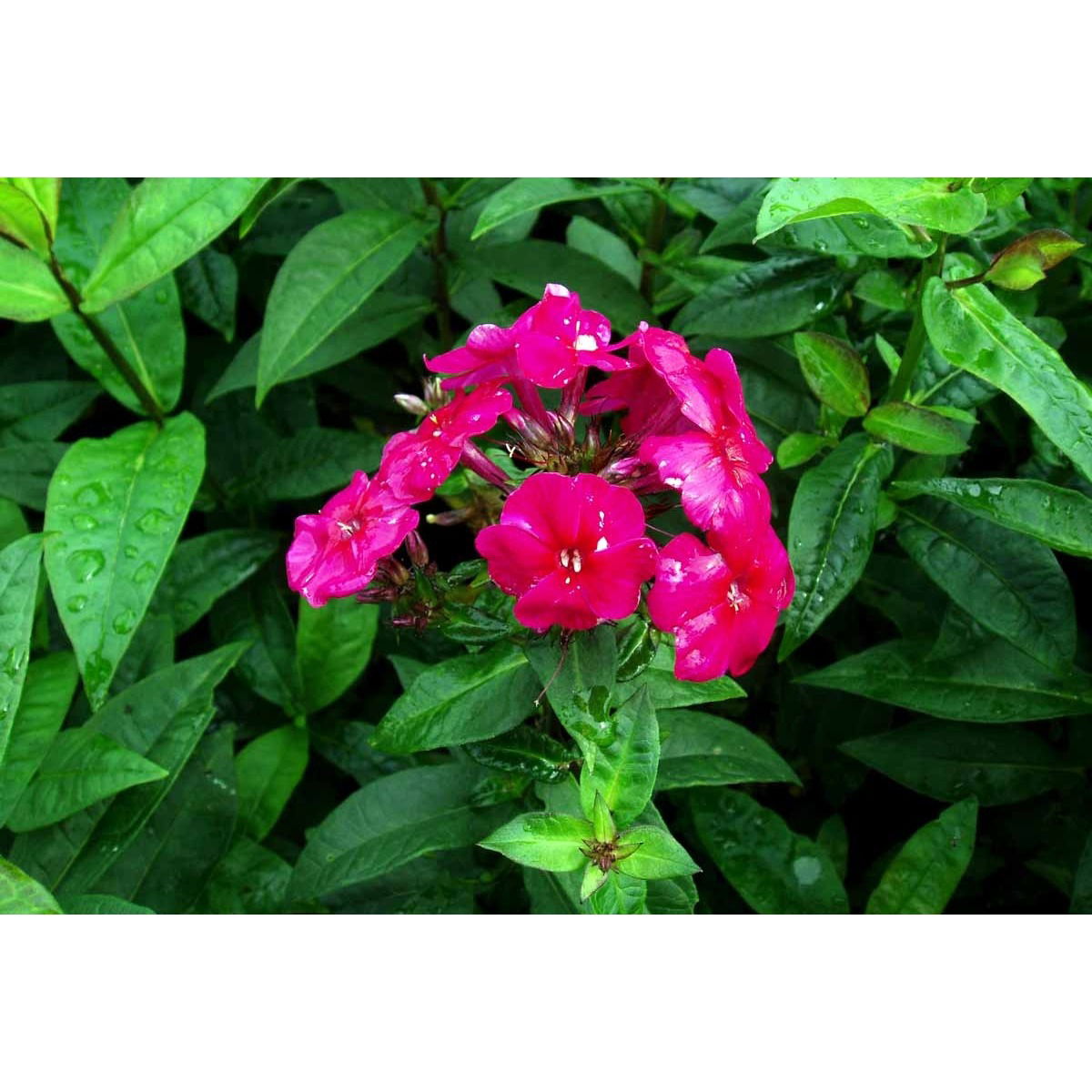 Høstfloks &apos;Starfire&apos;