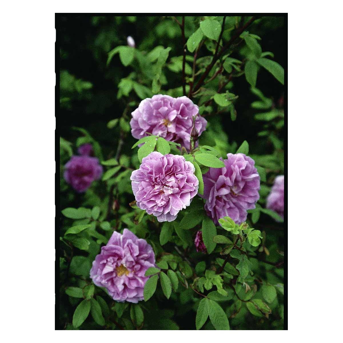 Rynket rose &apos;Thérèse Bugnet&apos;