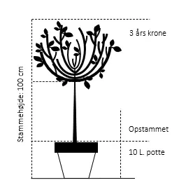 Hængende Japansk Lærk 'Stiff Weeping'