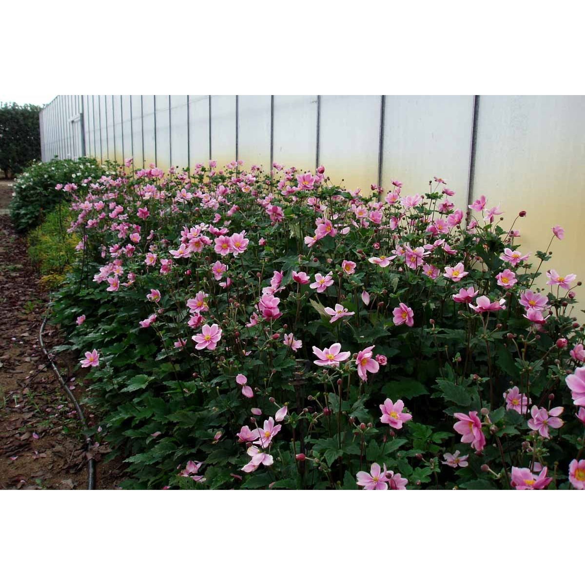 Høstanemone &apos;Königin Charlotte&apos;