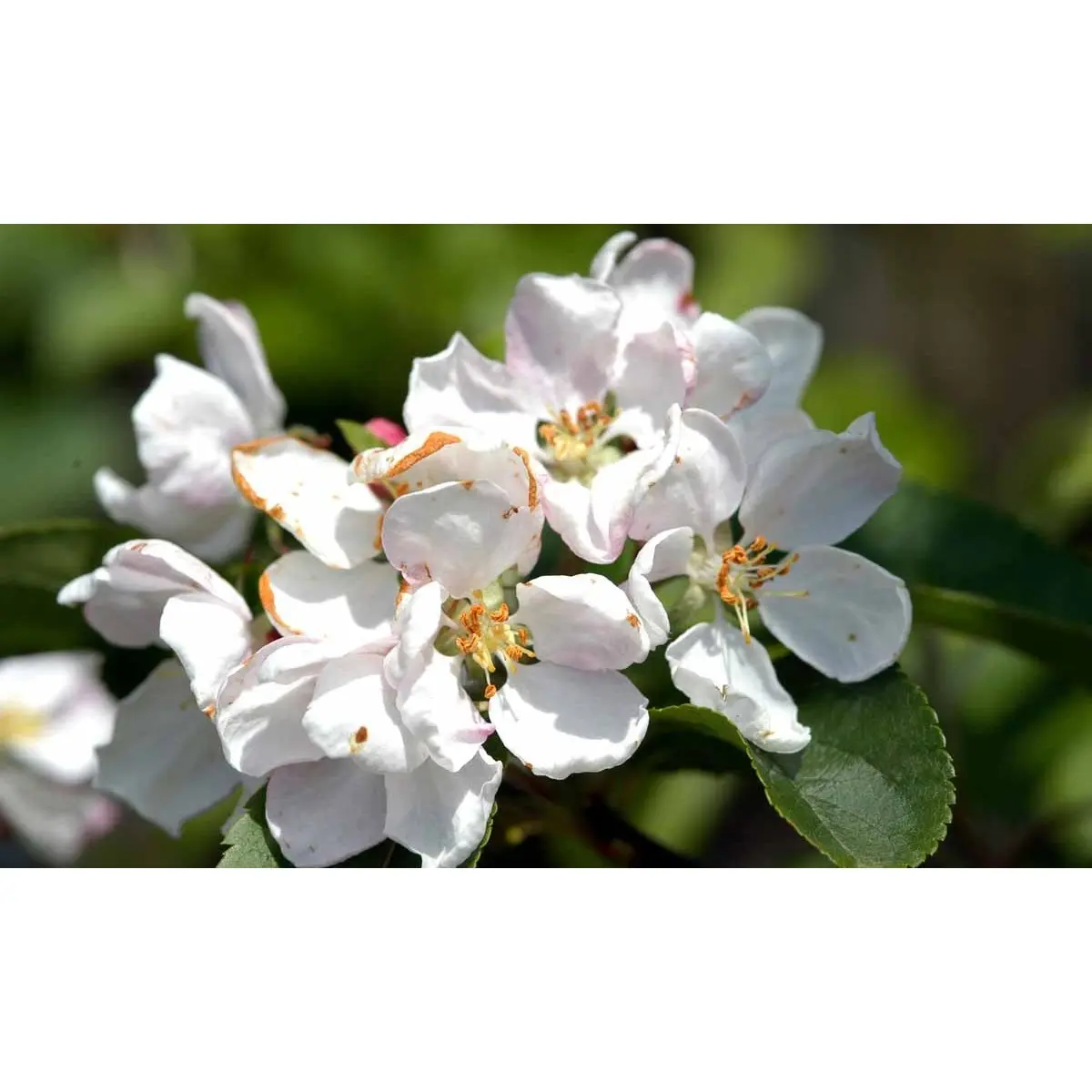 Paradisæble &apos;Red Sentinel&apos;