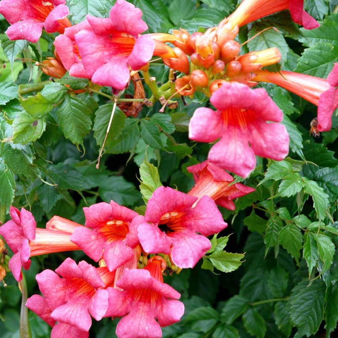 Almindelig Trompetblomst Strombuli