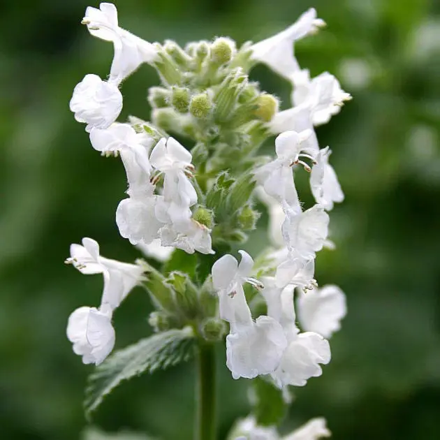 Blåkant 'Alba' - 10 cm. Potte