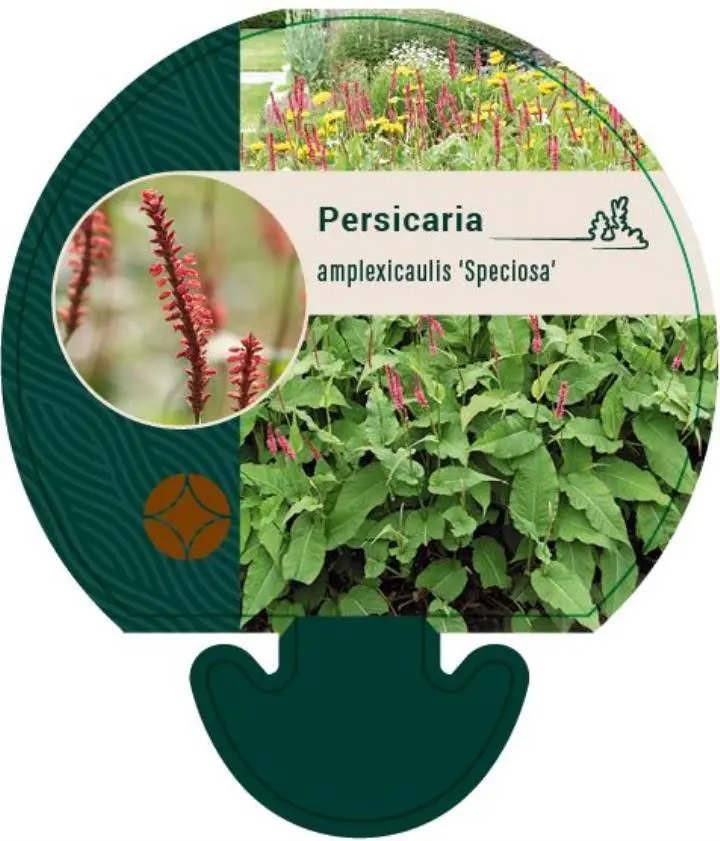 Kertepileurt 'Speciosa' - Potte 0,8 Liter