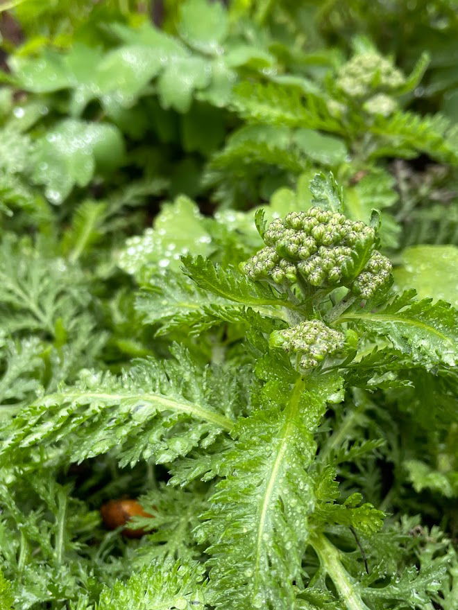 Røllike &apos;Milly Rock Rose&apos;
