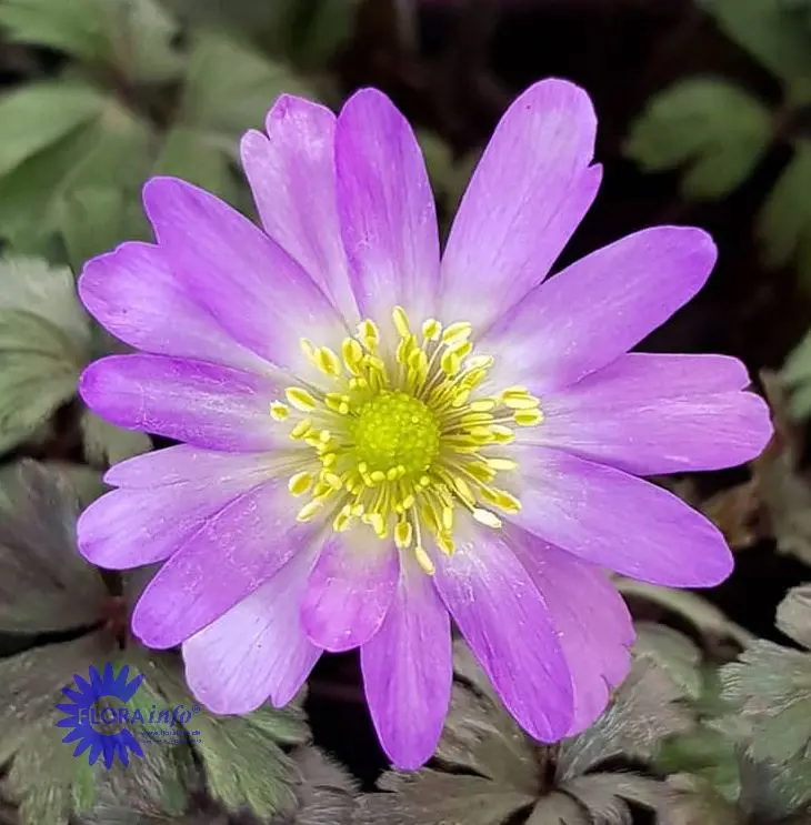 Balkan-Anemone 'Charmer' - 10 cm. Potte