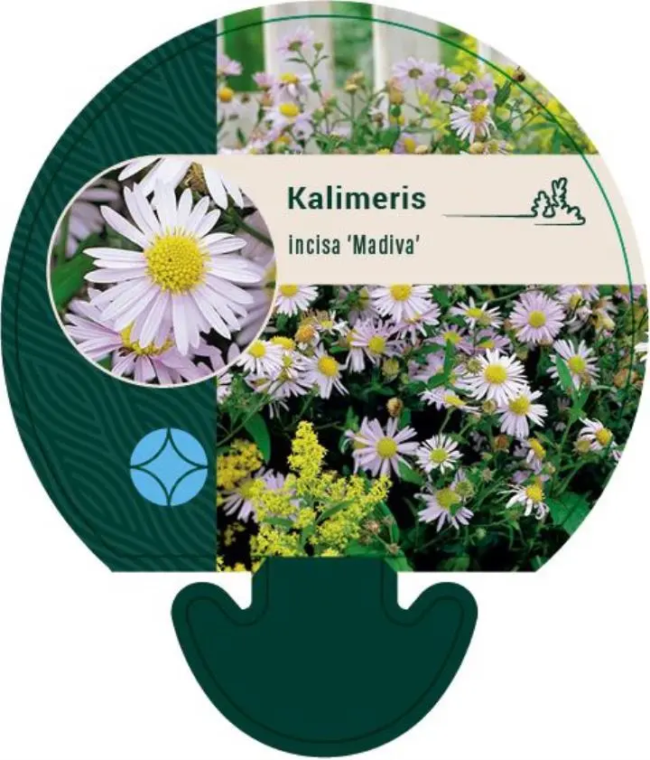 KALIMERIS INCISA 'MADIVA' - Potte 0,8 Liter