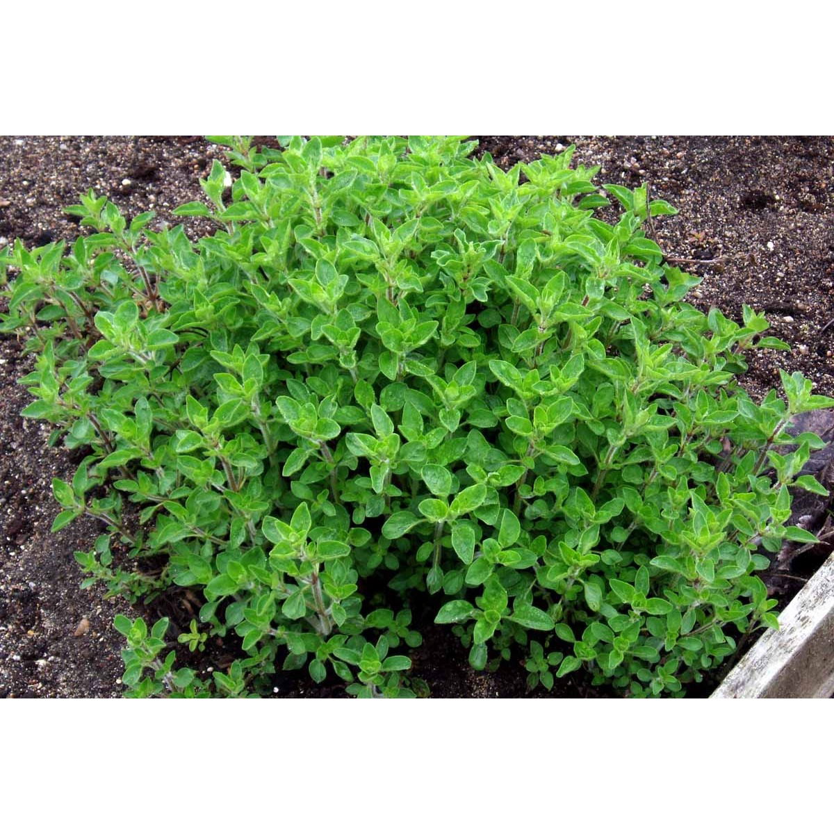 Oregano, Græsk- - Potte 1 liter