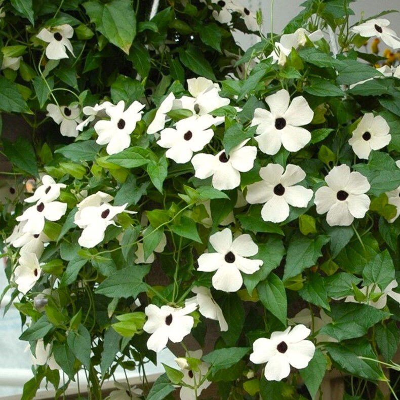 Susanne med det sorte øje Alba Oculata