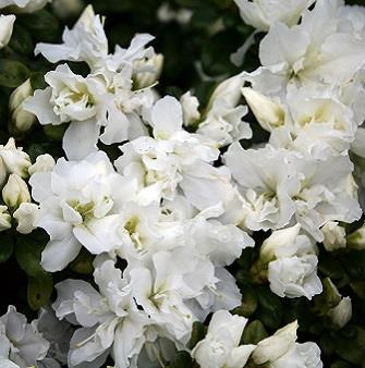 Rhododendron Jap. &apos;Feenkissen&apos;
