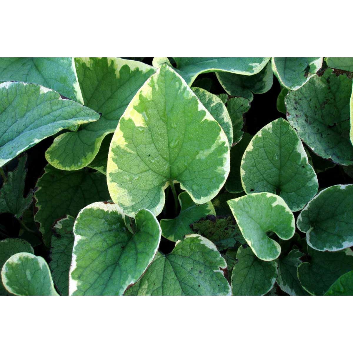 Kærmindesøster &apos;Hadspen Cream&apos;