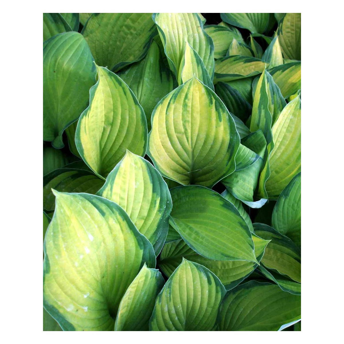 Funkia &apos;Gold Standard&apos;