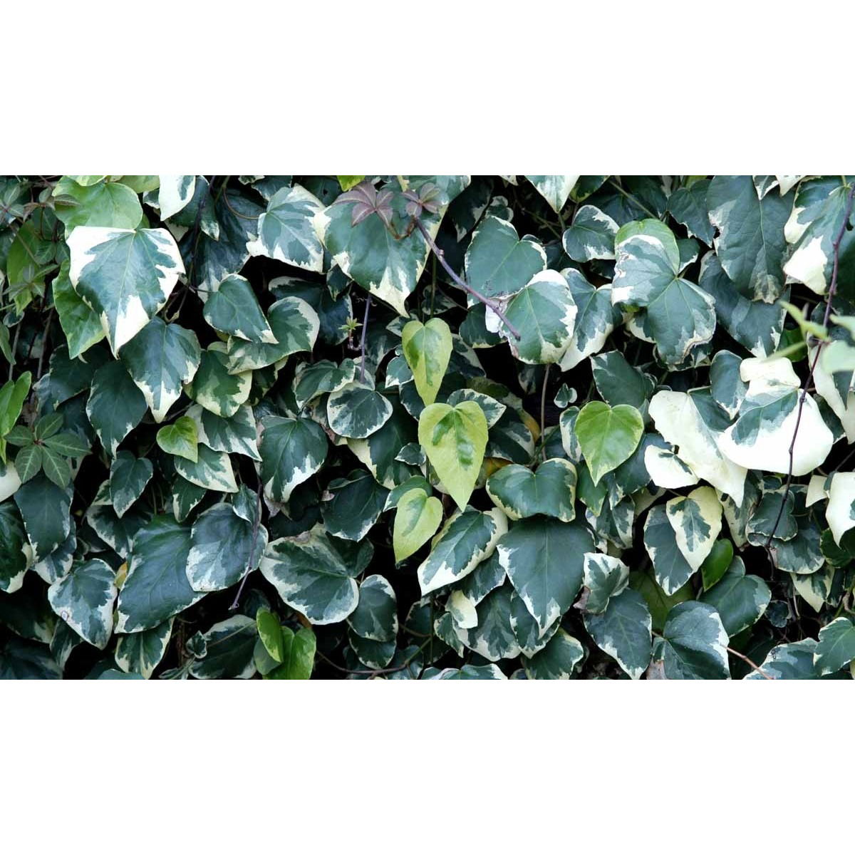 Kæmpe-Efeu &apos;Dentata Variegata&apos;