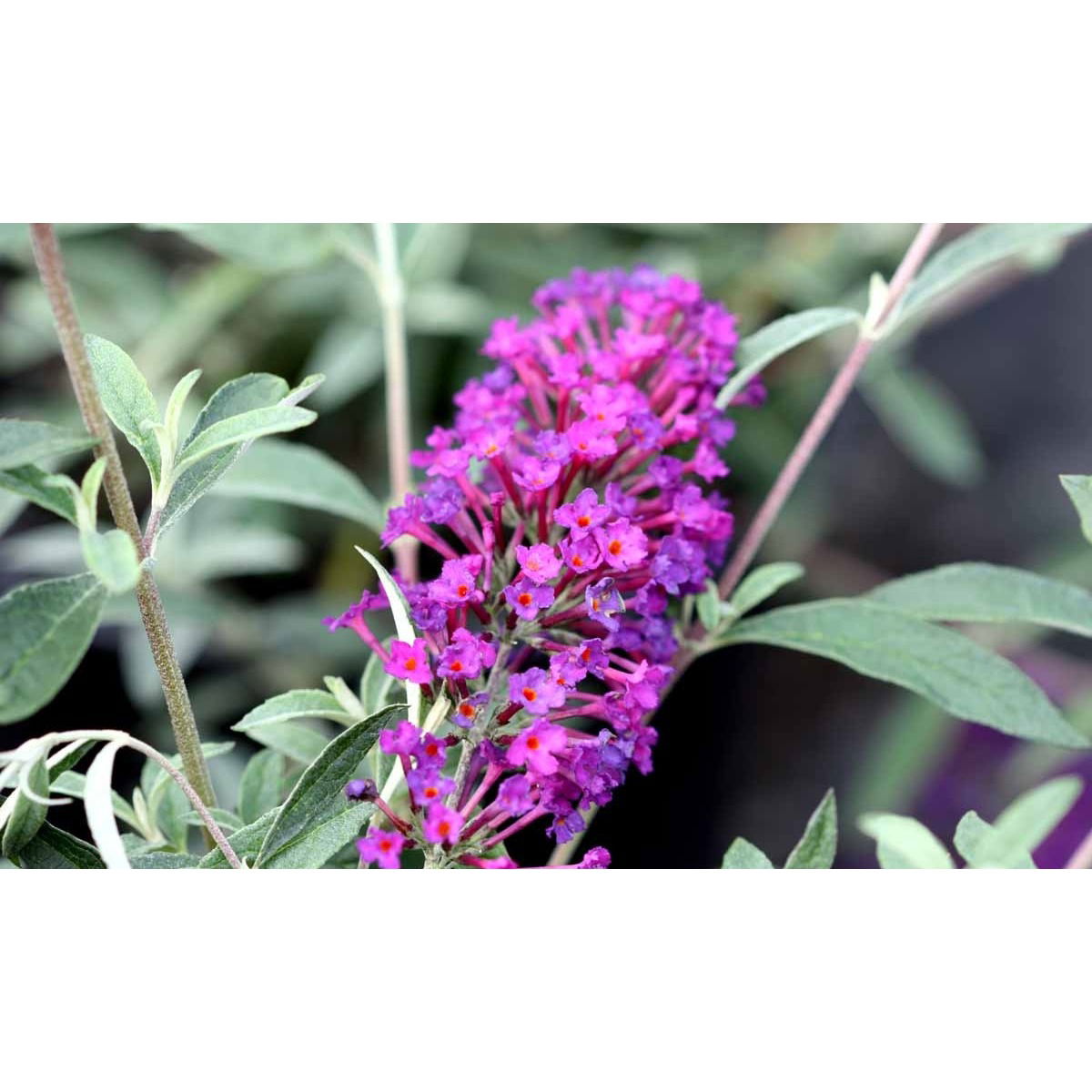 Sommerfuglebusk &apos;Nanhoe Purple&apos;