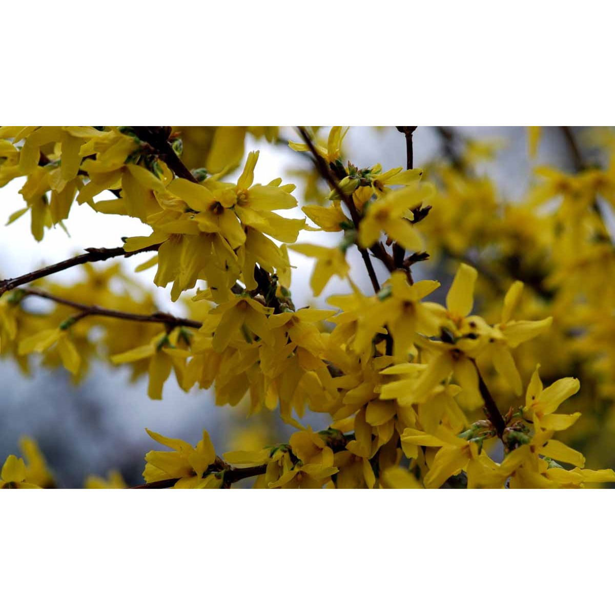 Vårguld &apos;Lynwood&apos;