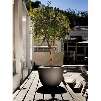 Orione, brunmeleret - Højde 37 cm, Bredde 50 cm