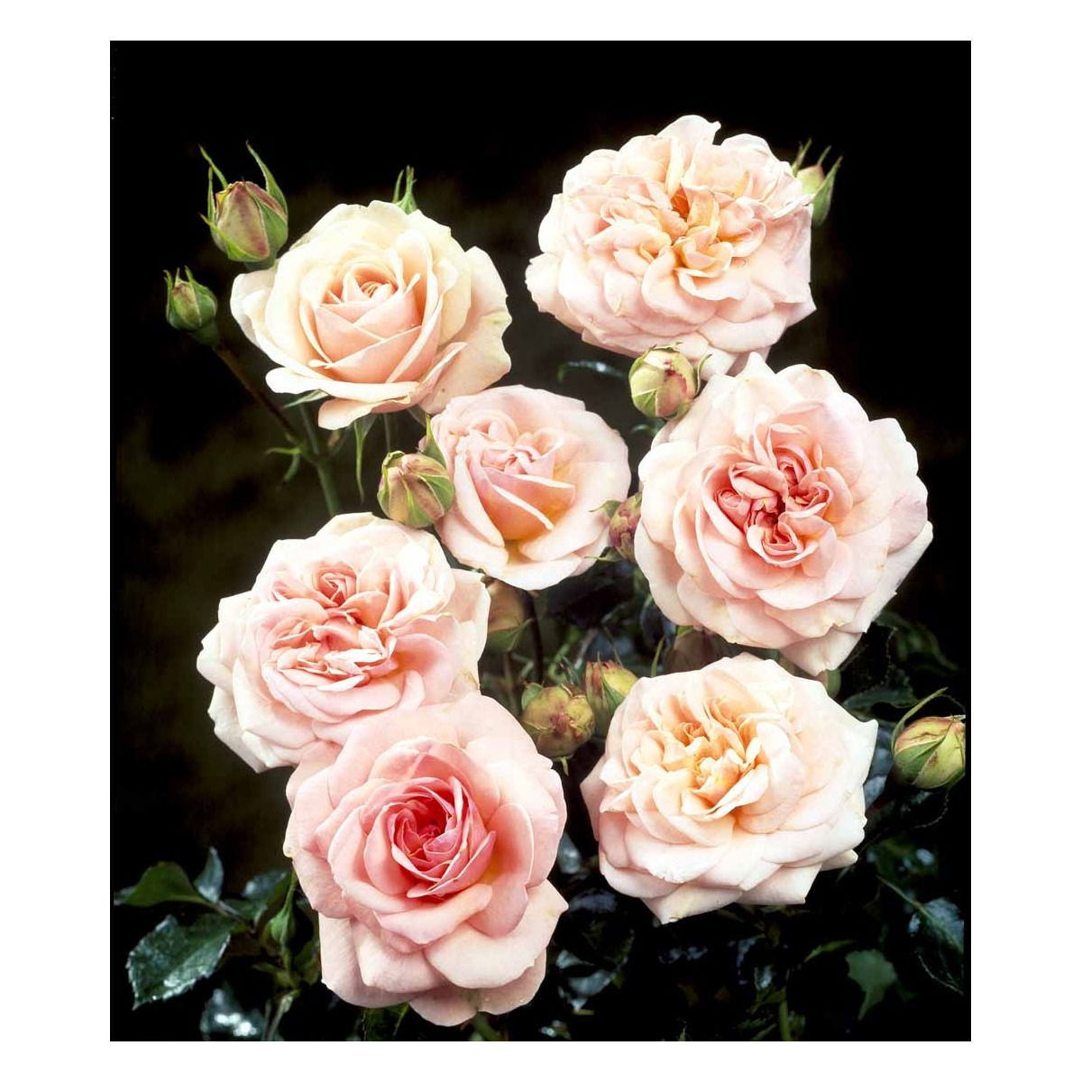 'Dronning Margrethe'™