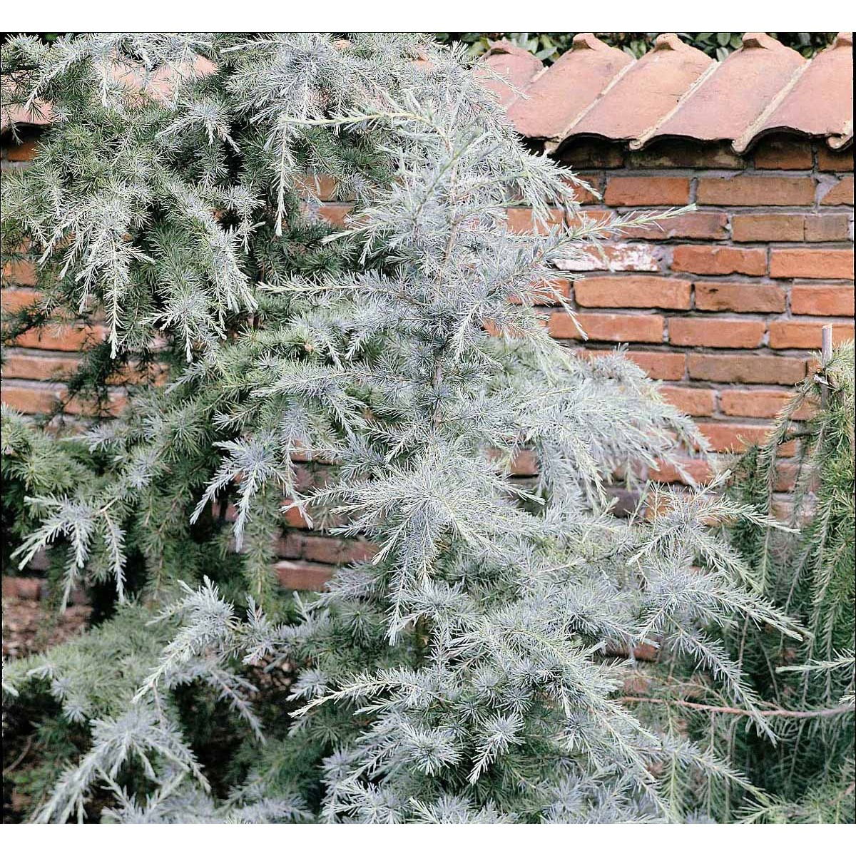 Himalaya Ceder &apos;Karl Fuchs&apos;