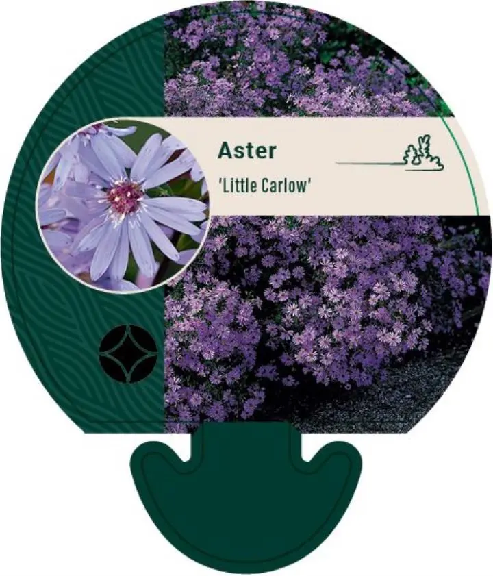 Hjertebladet Asters 'Little Carlow' - Potte 0,8 Liter