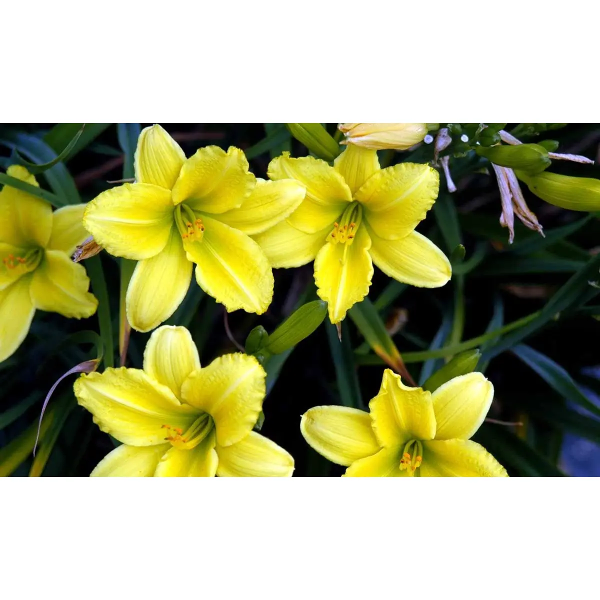 Daglilje 'Green Flutter' - Potte 2,0 liter