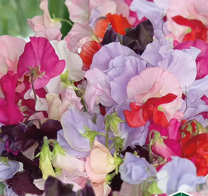 Ærteblomst 'Spring Sunshine Summer Feeling'