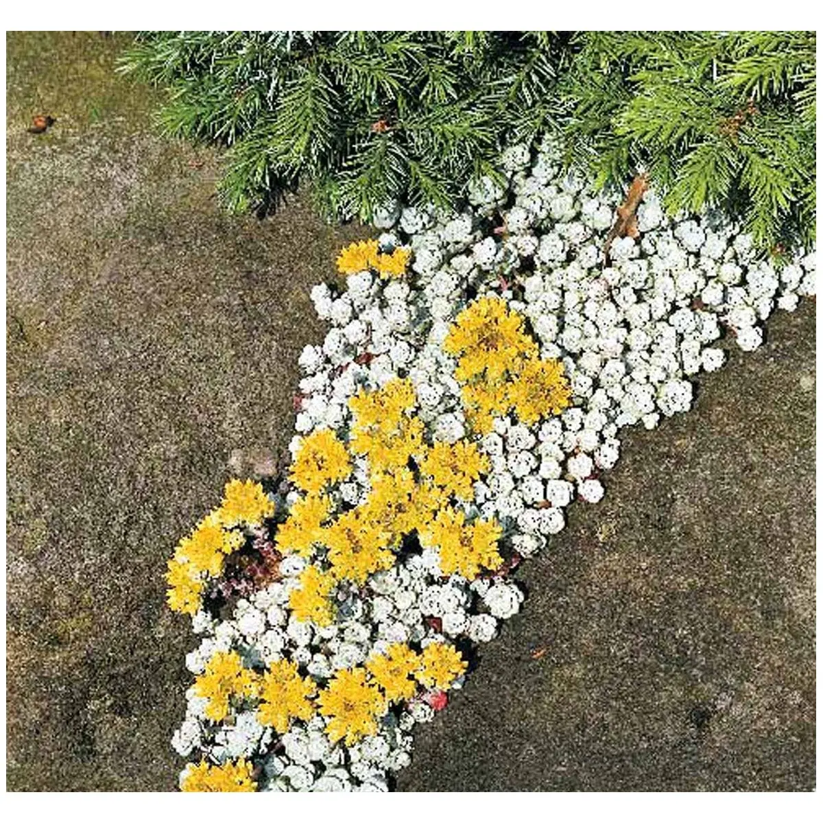 Pudret Stenurt 'Cape Bianco' - 10 cm. Potte