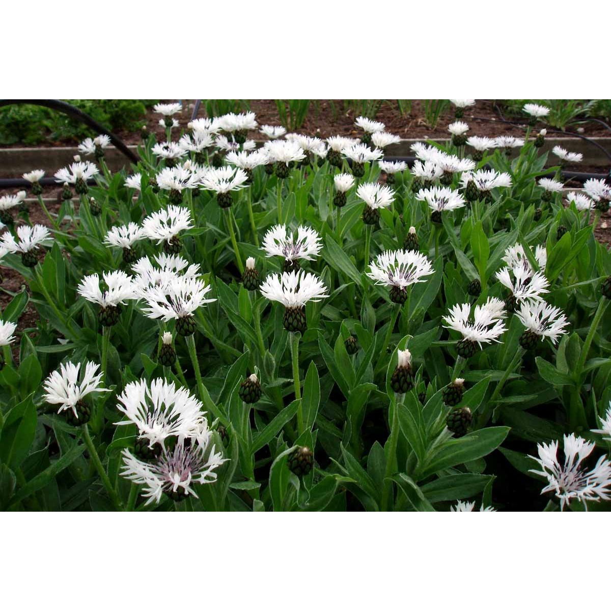 Bjerg-Knopurt &apos;Alba&apos;