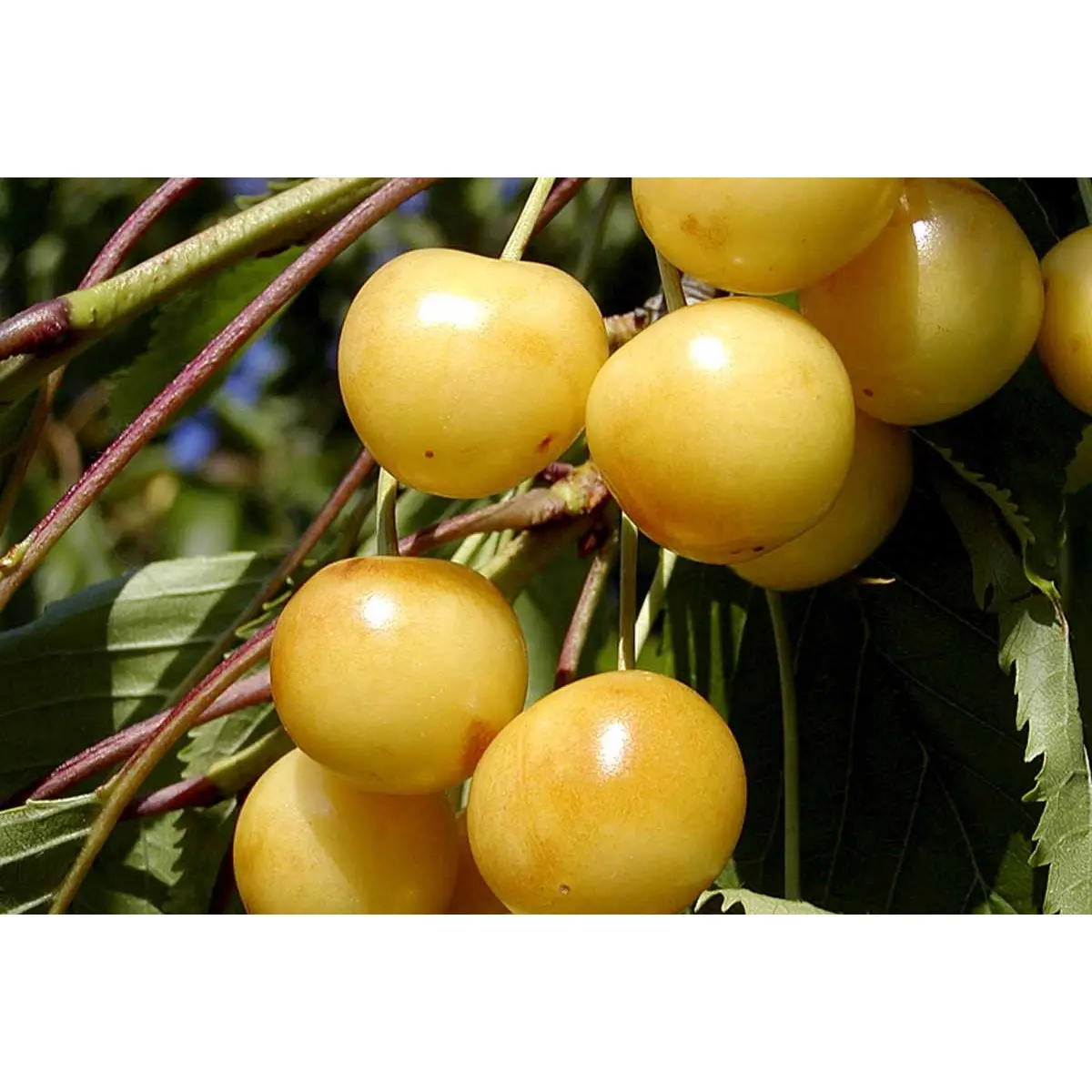 Sød kirsebær Dønissens Gule&#39; - Havefrugttræ Potte 7,5 liter 150-175 cm