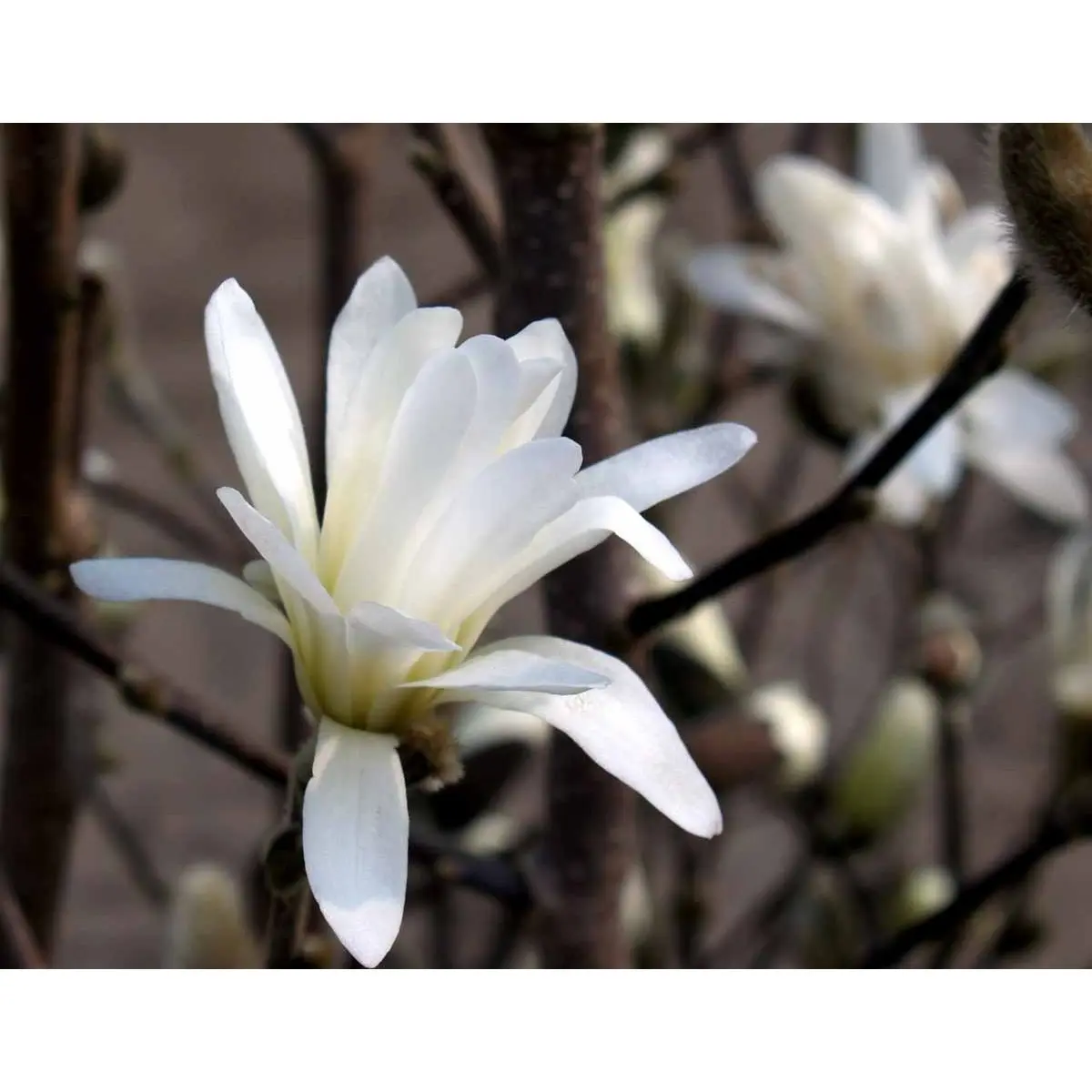 Stjernemagnolie &apos;Royal Star&apos;