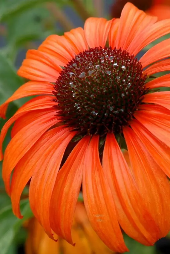 Tangerine Dream&apos;