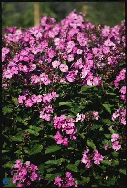 Høstfloks 'Amethyst' - Potte 0,8 Liter