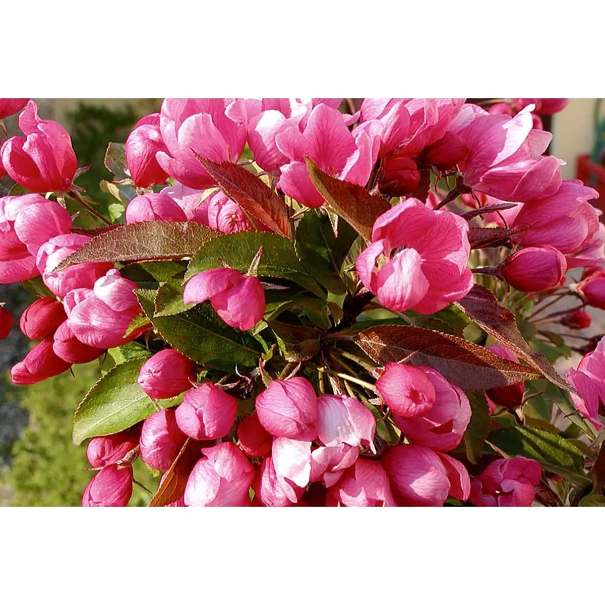 Paradisæble &#39;Makamik&#39; - 4-8 grene, 150-200 cm. Potte 10 liter (A-2)