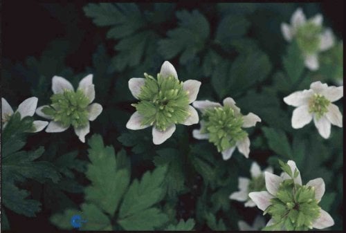 Skovanemone 'Green Finger' - 10 cm. Potte