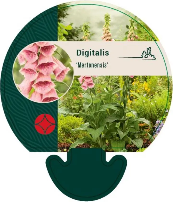 Fingerbøl - Potte 0,8 Liter