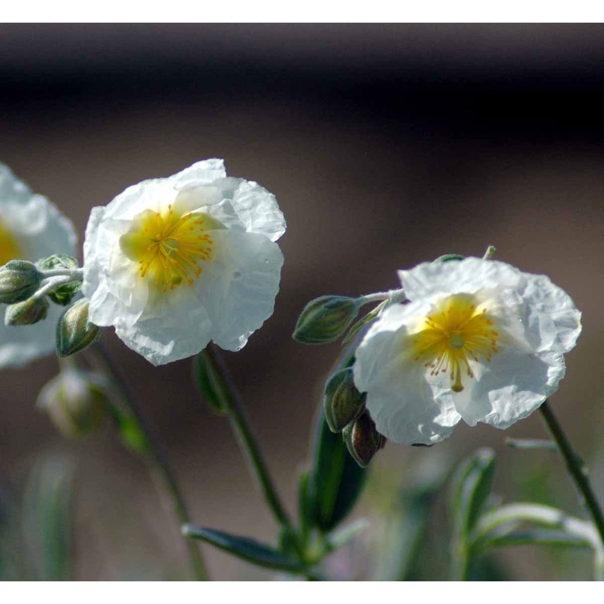 Soløje &apos;The Bride&apos;