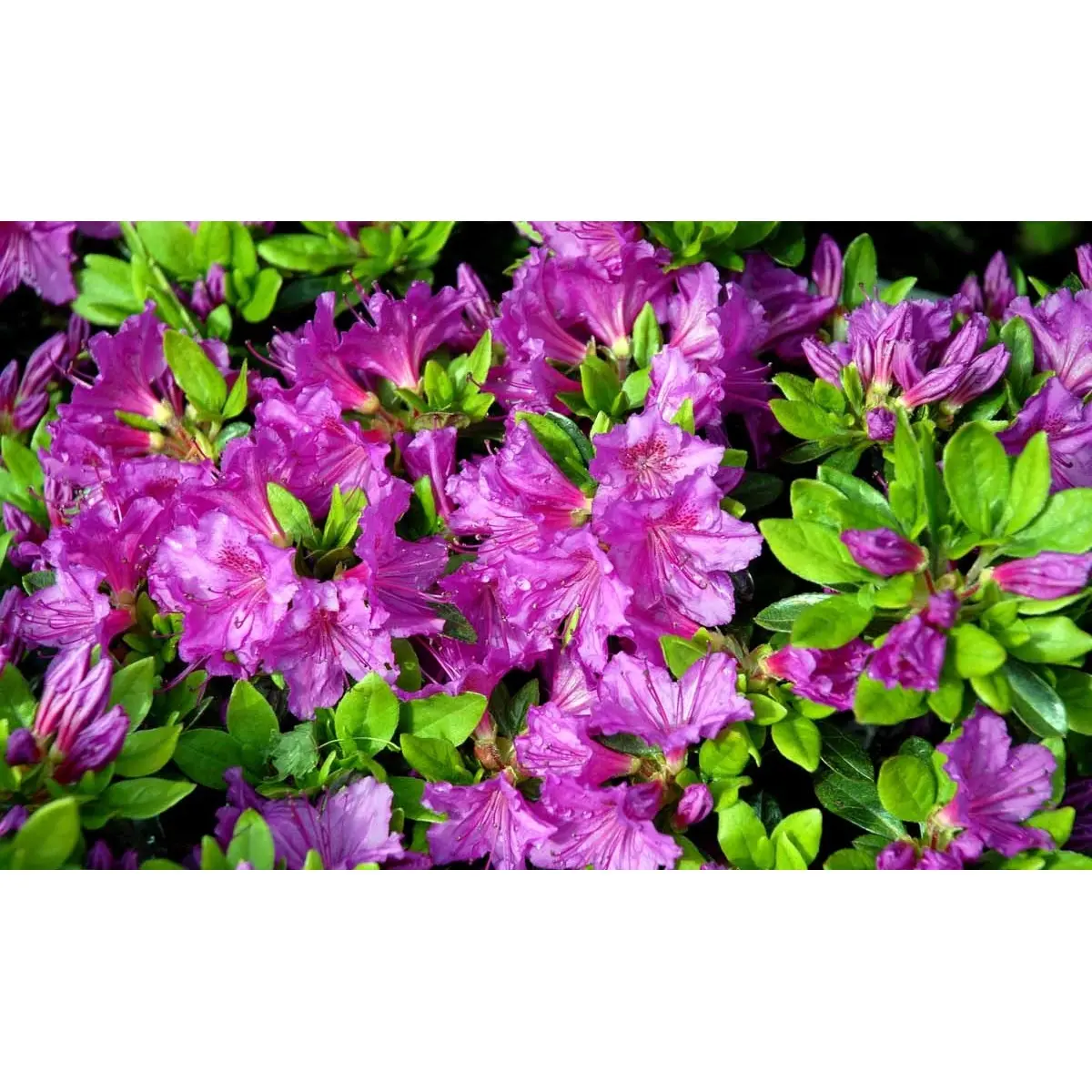 &apos;Königstein&apos;