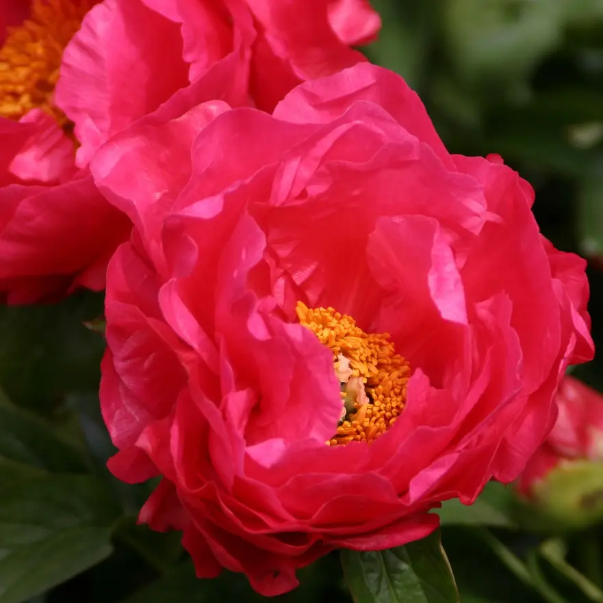 Silkepæon Paula Fay