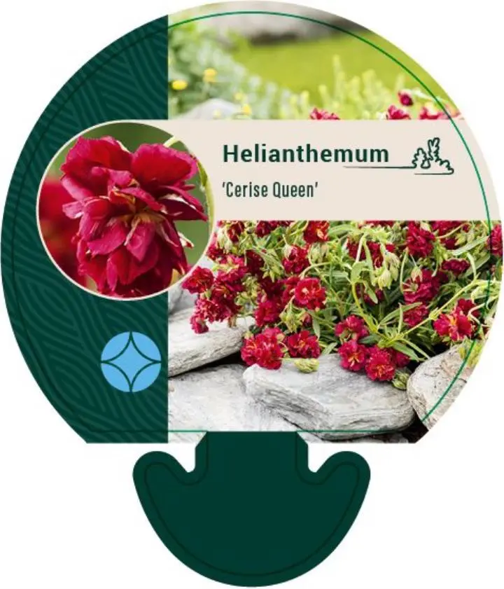 Soløje 'Cerise Queen' - Potte 0,8 Liter