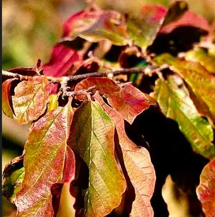 Parrotia Persica &apos;Vanessa&apos;