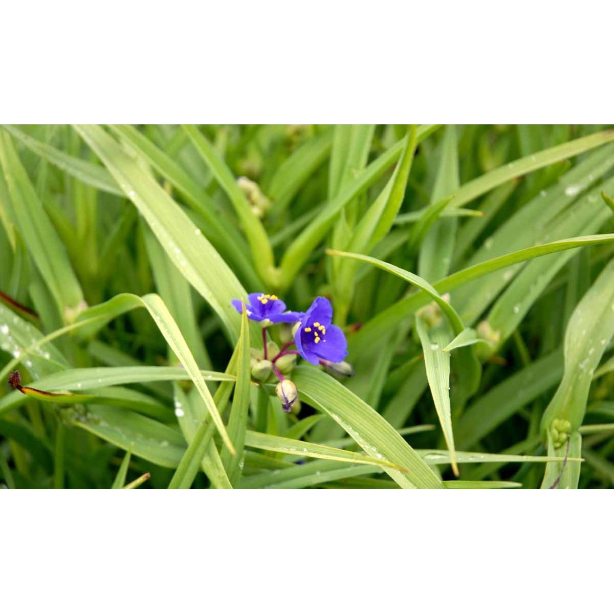 Trekant blomst - Potte 0,8 Liter