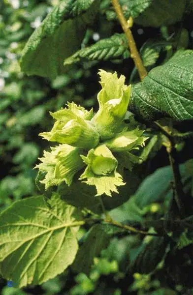 Corylus avellana, Hassel,