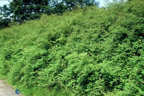 Symphoricarpos chenaultii Hancock, Symphoricarpos chenaultii Hancock, Lange, rodslående grene. 1 m høj, udbredt vækst. Lyserøde små blomster. Rødlig ærtestor frugt. Juni - oktober. Sol - skygge. Alm. havejord. Velegnet til bunddække, 2 stk pr m2, bl.a. un