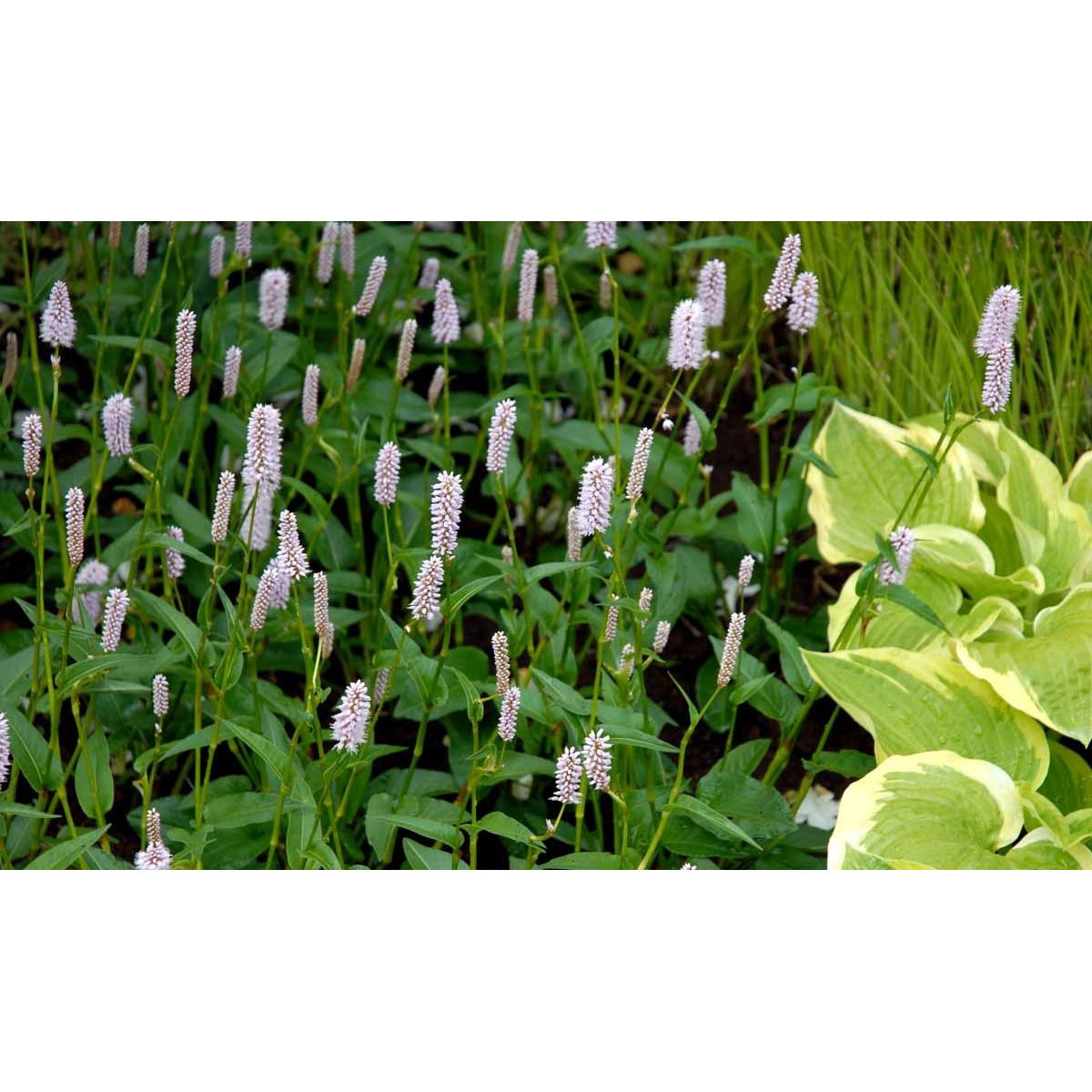 Slangeurt &apos;Superba&apos;