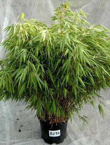 Fargesia murieliae Rufa, Gul Bambus Rufa, Fargesia Murielae Rufa er overhængende og vokser hurtigere end de fleste andre bambus. Er velegnet som solitær plante. Kan også plantes i grupper eller som klippe eller uklippet hæk. Placeres i sol/halvskygge. En