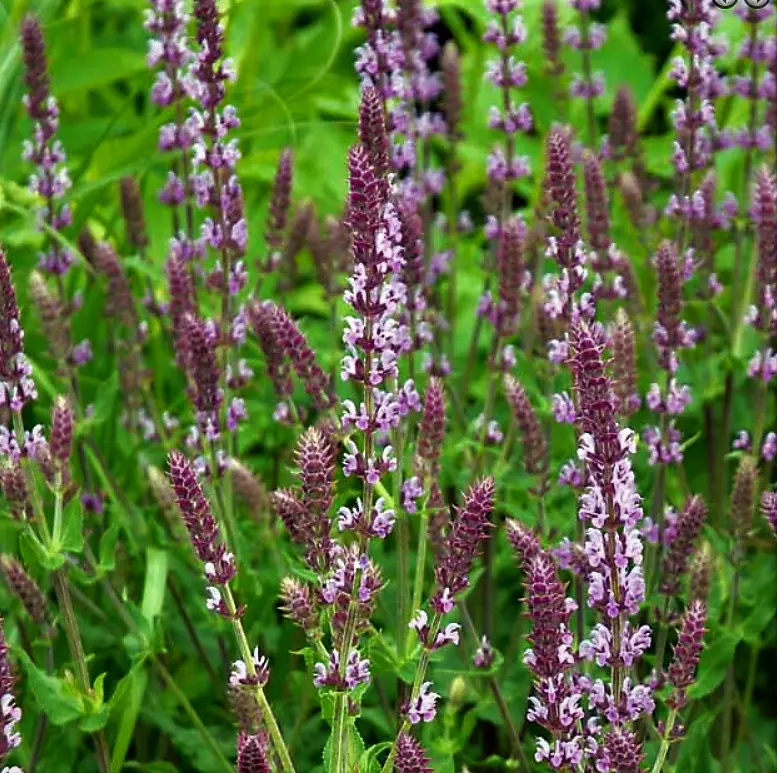 Staudesalvie 'Amethyst' - Potte 1 liter