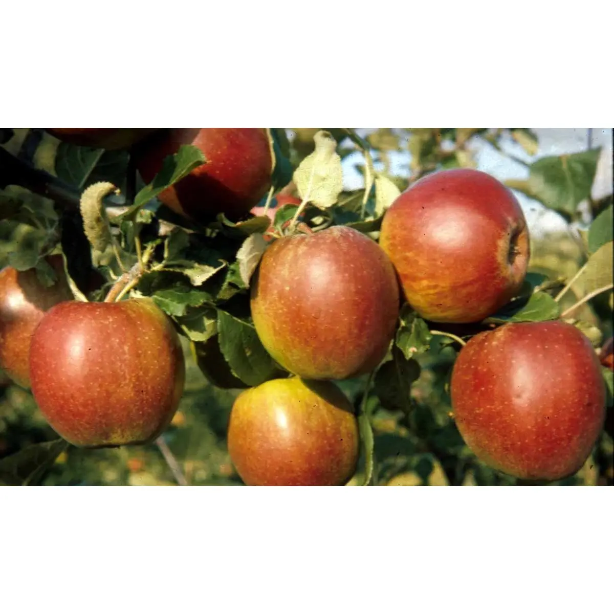 ÆBLE &#39;RØD BELLE DE BOSKOOP&#39; - Havefrugttræ Potte 7,5 liter 150-175 cm